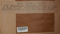 Melampsora populnea image